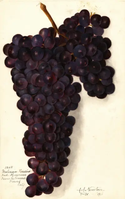 Vitis: Malvasia Rosario von Amanda Almira Newton