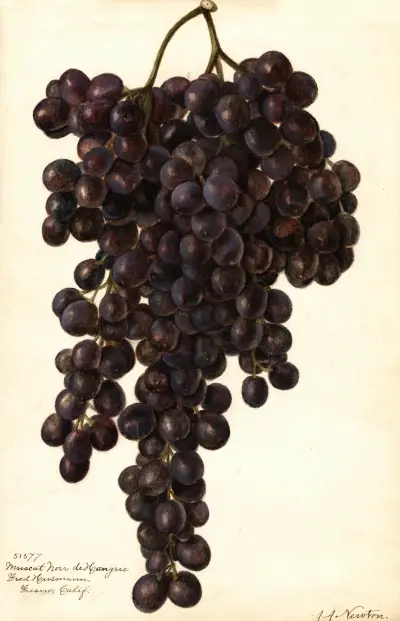 Vitis: Muscat Noir de Hangrie von Amanda Almira Newton