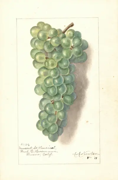 Vitis: Muscat St von Amanda Almira Newton