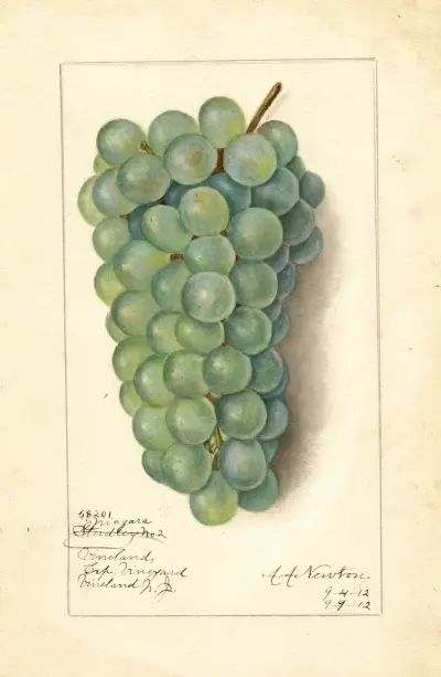 Vitis: Niagara von Amanda Almira Newton
