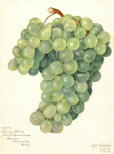 Vitis: Servan Blanc von Amanda Almira Newton