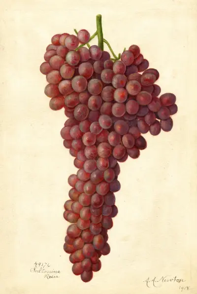 Vitis: Sultanina Rosea von Amanda Almira Newton