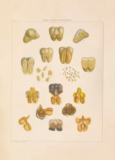 Illustrations of orchidaceous plants Pl.01 von Franz Andreas Bauer