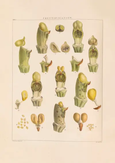 Illustrations of orchidaceous plants Pl.02 von Franz Andreas Bauer