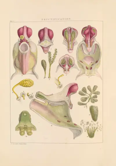 Illustrations of orchidaceous plants Pl.03 von Franz Andreas Bauer