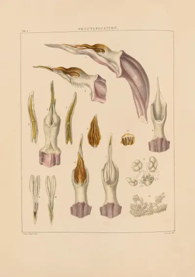 Illustrations of orchidaceous plants Pl.04 von Franz Andreas Bauer