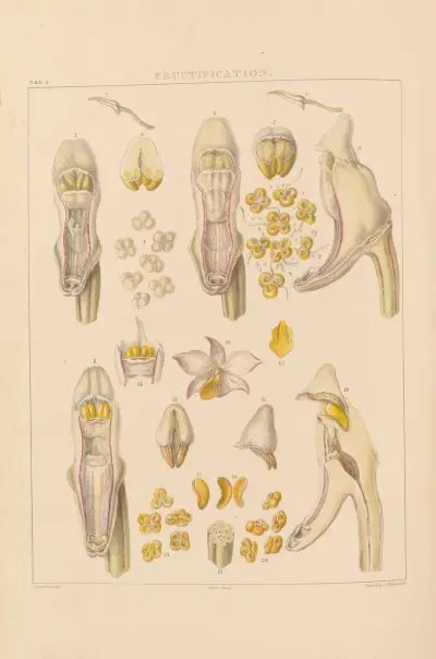 Illustrations of orchidaceous plants Pl.05 von Franz Andreas Bauer