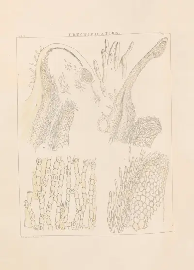 Illustrations of orchidaceous plants Pl.06 von Franz Andreas Bauer