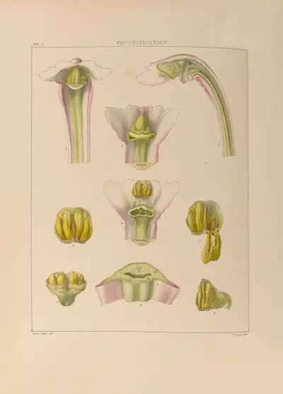 Illustrations of orchidaceous plants Pl.07 von Franz Andreas Bauer