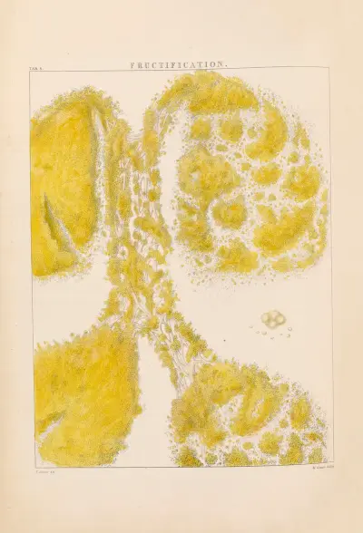 Illustrations of orchidaceous plants Pl.08 von Franz Andreas Bauer