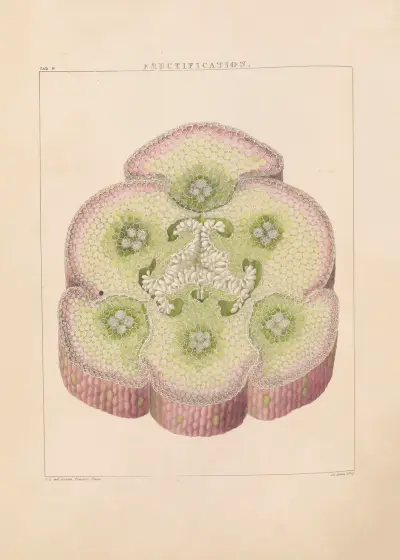 Illustrations of orchidaceous plants Pl.09 von Franz Andreas Bauer