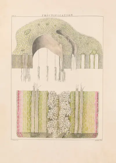 Illustrations of orchidaceous plants Pl.10 von Franz Andreas Bauer