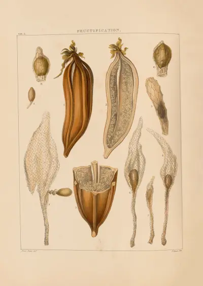 Illustrations of orchidaceous plants Pl.11 von Franz Andreas Bauer