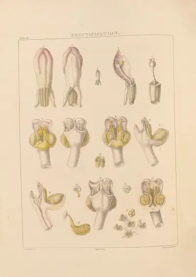 Illustrations of orchidaceous plants Pl.13 von Franz Andreas Bauer