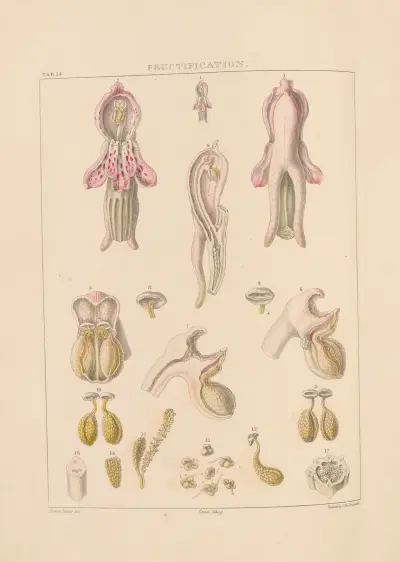 Illustrations of orchidaceous plants Pl.14 von Franz Andreas Bauer