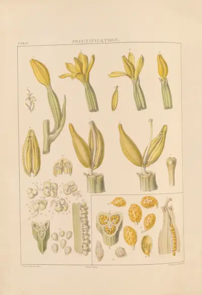 Illustrations of orchidaceous plants Pl.15 von Franz Andreas Bauer