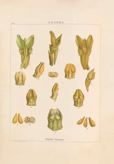 Illustrations of orchidaceous plants Pl.16 von Franz Andreas Bauer