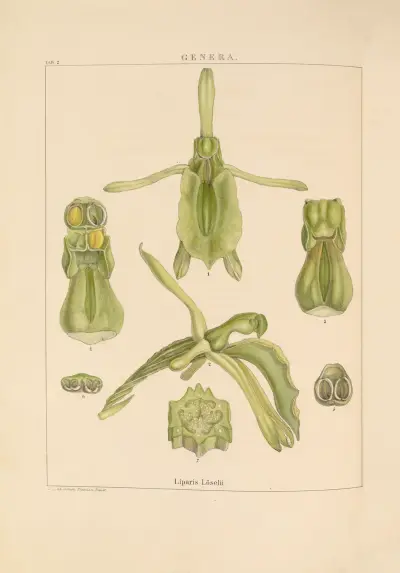 Illustrations of orchidaceous plants Pl.17 von Franz Andreas Bauer