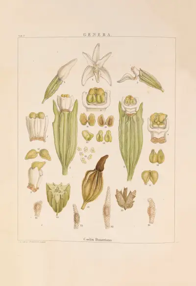 Illustrations of orchidaceous plants Pl.18 von Franz Andreas Bauer