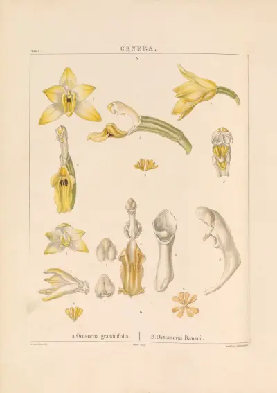 Illustrations of orchidaceous plants Pl.19 von Franz Andreas Bauer