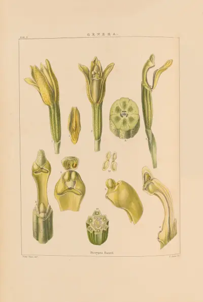 Illustrations of orchidaceous plants Pl.20 von Franz Andreas Bauer