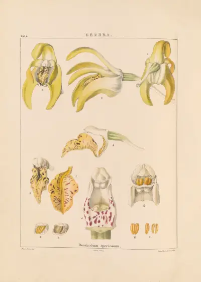 Illustrations of orchidaceous plants Pl.21 von Franz Andreas Bauer
