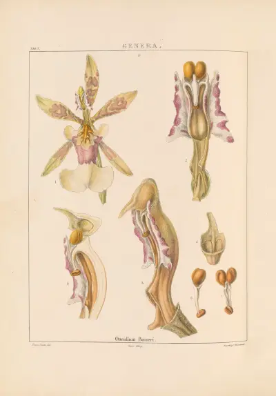 Illustrations of orchidaceous plants Pl.22 von Franz Andreas Bauer