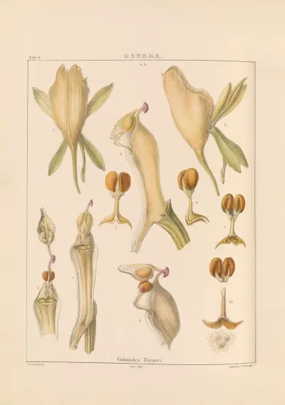 Illustrations of orchidaceous plants Pl.23 von Franz Andreas Bauer