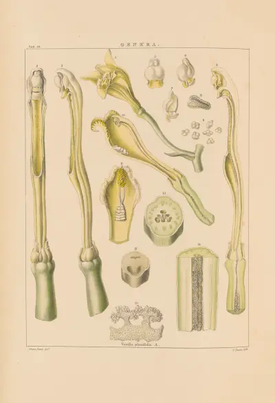 Illustrations of orchidaceous plants Pl.25 von Franz Andreas Bauer
