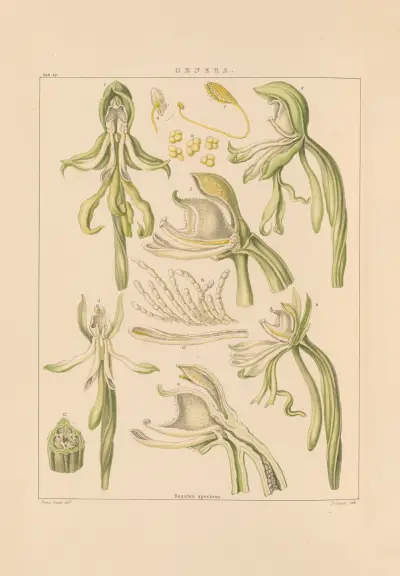 Illustrations of orchidaceous plants Pl.27 von Franz Andreas Bauer
