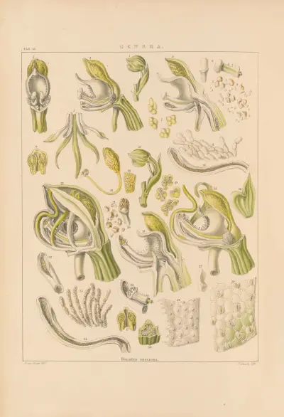 Illustrations of orchidaceous plants Pl.28 von Franz Andreas Bauer
