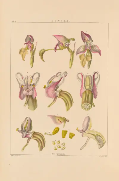 Illustrations of orchidaceous plants Pl.29 von Franz Andreas Bauer