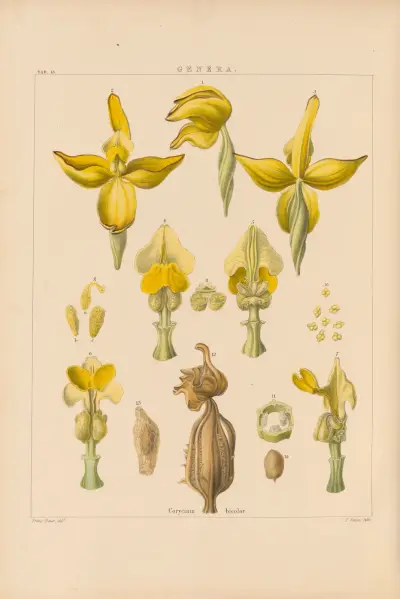 Illustrations of orchidaceous plants Pl.30 von Franz Andreas Bauer