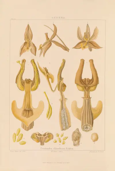 Illustrations of orchidaceous plants Pl.31 von Franz Andreas Bauer