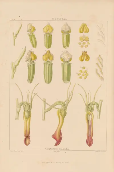 Illustrations of orchidaceous plants Pl.32 von Franz Andreas Bauer