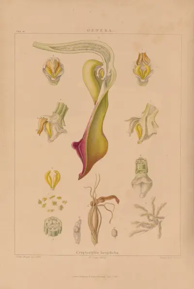 Illustrations of orchidaceous plants Pl.33 von Franz Andreas Bauer