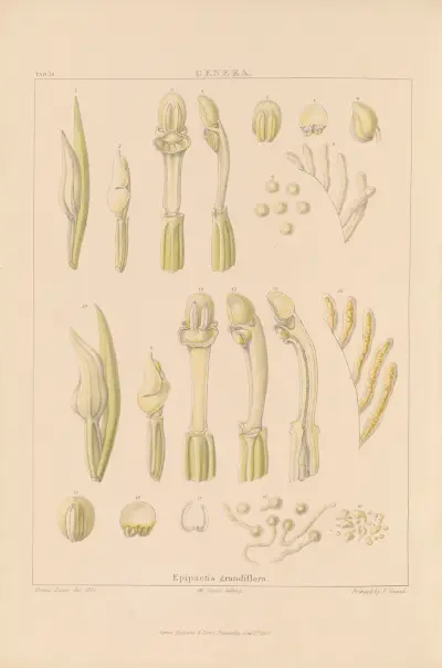 Illustrations of orchidaceous plants Pl.34 von Franz Andreas Bauer