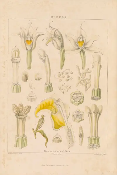 Illustrations of orchidaceous plants Pl.35 von Franz Andreas Bauer