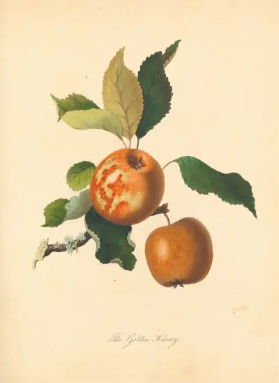 Golden Harvey, Thomas Andrew Knight