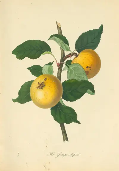 Grange Apple, Thomas Andrew Knight