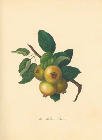 Holmore Pear, Thomas Andrew Knight