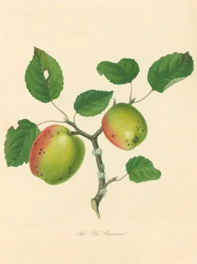 Old Pearmain, Thomas Andrew Knight