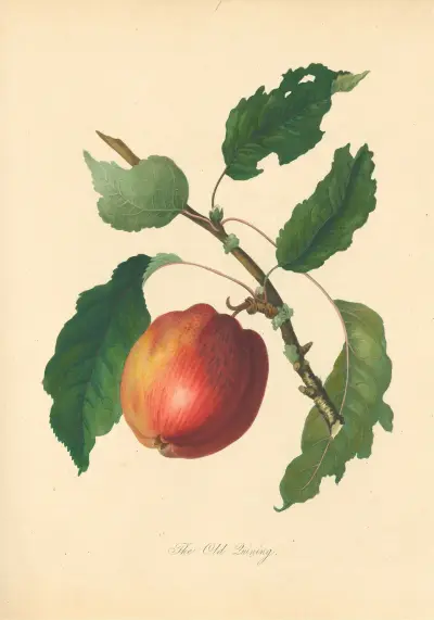 Old Quining, Thomas Andrew Knight