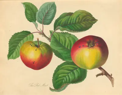 Červený mošt, Thomas Andrew Knight