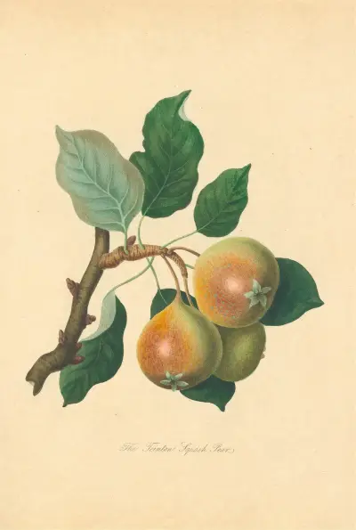 Teinton Squash Pear, Thomas Andrew Knight