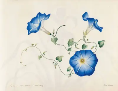 Plants drawn by Miss Brooks from living specimens Pl.04, Mary Ann Brooks
