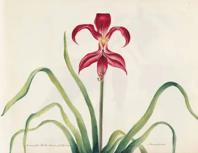 Plants drawn by Miss Brooks from living specimens Pl.05, Mary Ann Brooks