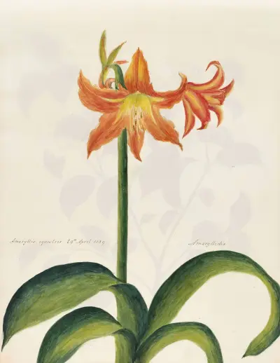 Plants drawn by Miss Brooks from living specimens Pl.08, Mary Ann Brooks