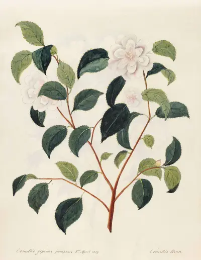 Plants drawn by Miss Brooks from living specimens Pl.09, Mary Ann Brooks