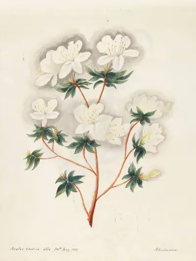 Plants drawn by Miss Brooks from living specimens Pl.10, Mary Ann Brooks